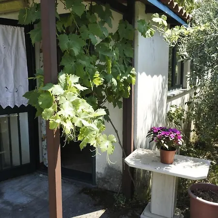 Etna Evergreen