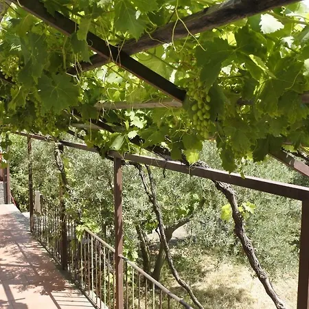 Etna Evergreen Piedimonte Etneo
