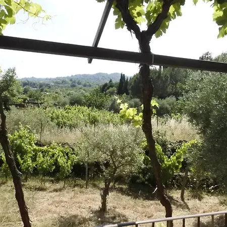 Etna Evergreen *
